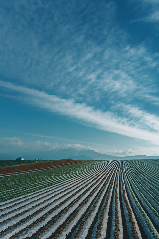 シクロクロス昭和 (2025-26)：エントリーリスト