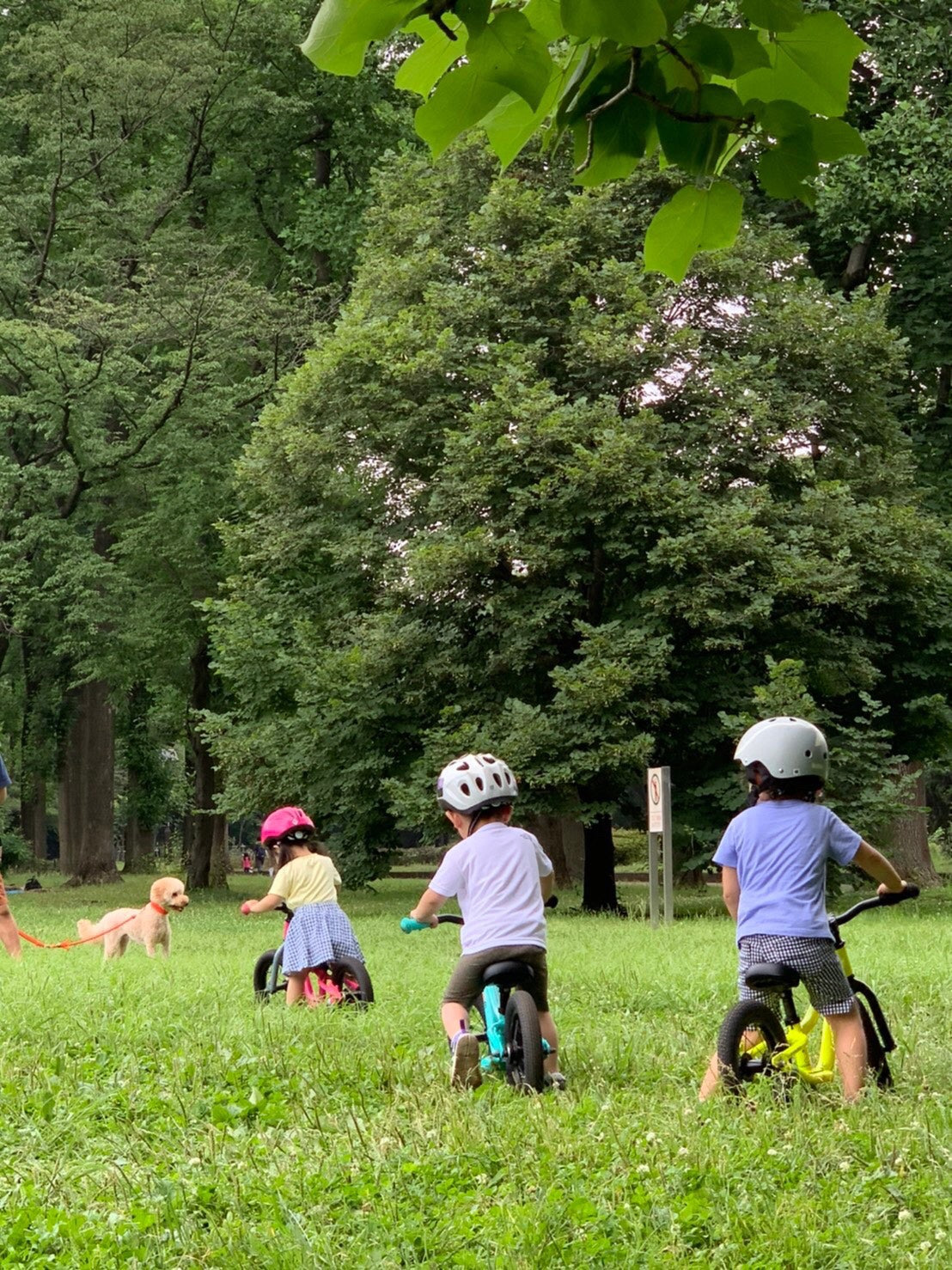 Push Bike #2 | VoomVoomBikes